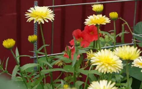 Gula blommor av krasse i kruka, med röda blommor i bakgrunden.