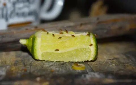 Fruchtfliegen auf einem Limettenstück. Ein Beweis, dass Zitrusfrüchte helfen, was gegen Fruchtfliegen hilft.