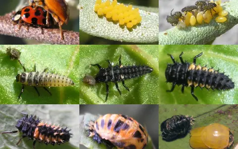 Collage of Asian lady beetle life stages: adults mating, eggs, larvae, pupa, and emerging adult.