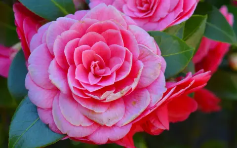 Primer plano de dos tipos de camelias rosadas, una completamente abierta y otra parcialmente visible, rodeadas de hojas verdes.