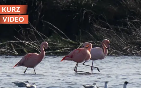 Drei rosa Flamingos waten durch flaches Wasser. Ein seltenes Schauspiel, das man in NRW sehen kann.