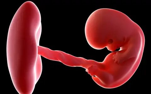 Płód w 8 tygodniu ciąży, wielkość dziecka porównywalna do fasolki, połączony skręconą pępowiną z pęcherzykiem żółtkowym.