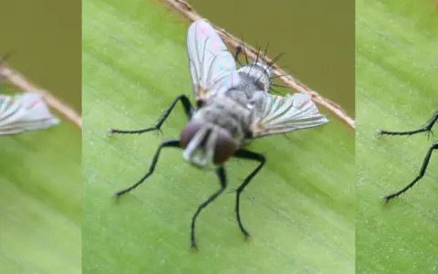 Trzy zbliżenia na muchę na zielonym liściu, ukazujące detale jej oczu i skrzydeł dzięki technice focus stacking.