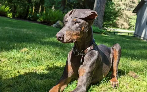 Elegancki doberman niebieski leży na trawie, ciesząc się słońcem. Jego sierść mieni się w promieniach, a uszy są lekko opuszczone.