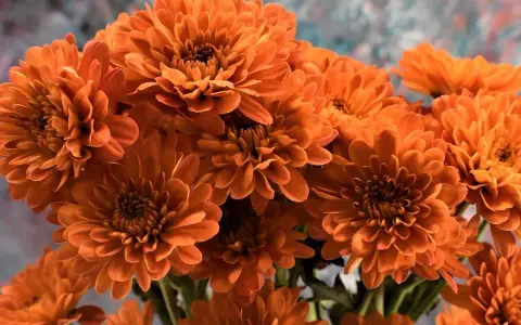 Un ramo de vibrantes flores de noviembre, con pétalos anaranjados que parecen pequeñas llamas.