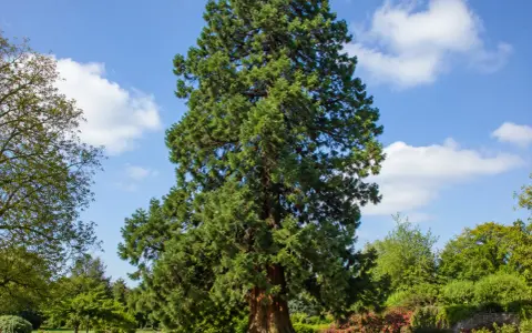 Majestueux séquoia, un arbre qui ne perd pas ses feuilles, se dresse dans un parc verdoyant sous un ciel bleu parsemé de nuages blancs.