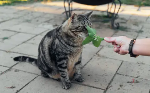 Kot wącha gałązkę kocimiętki. Czy kocimiętka jest szkodliwa dla kota? Nie, jest bezpieczna i uwielbiana przez koty.