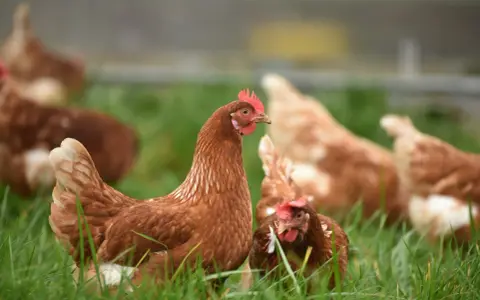 Galline brune in un prato verde, che cercano insetti e semi, mostrando cosa mangiano le galline in natura.