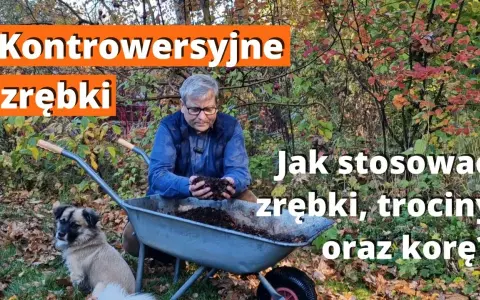Kora czy zrębki - co lepsze do ogrodu? Odkryj kluczowe różnice