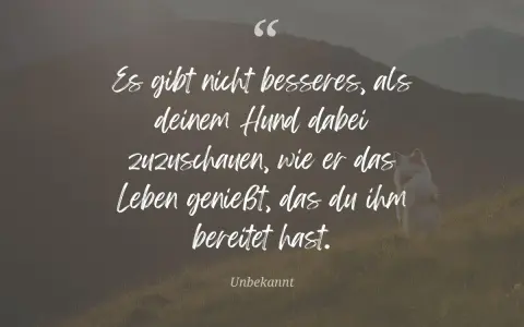 Hund sitzt auf einer Wiese vor Bergkulisse, Zitat über Hunde.