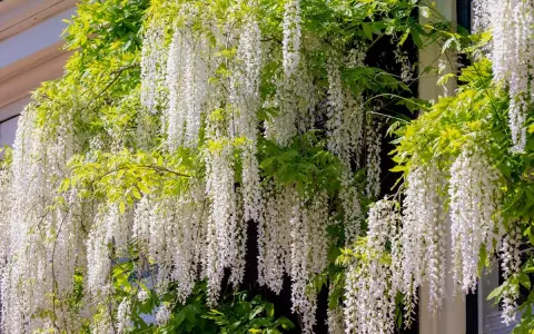 Une plante verte luxuriante s'épanouit avec de longues grappes de fleurs blanches tombantes, comme une cascade florale.