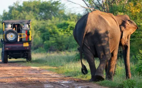 Słoń na Sri Lance, sierpień. Safari jeep na tle zieleni.
