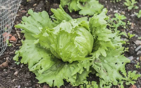 Une belle salade iceberg pousse dans le jardin, ses feuilles vertes et croquantes prêtes à être récoltées pour une salade fraîche.