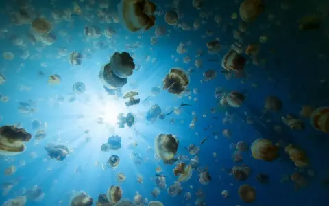 Un banco di meduse galleggia in acque blu, illuminate dai raggi del sole. Sorprendentemente, le meduse hanno il cervello, anche se non come lo intendiamo noi.