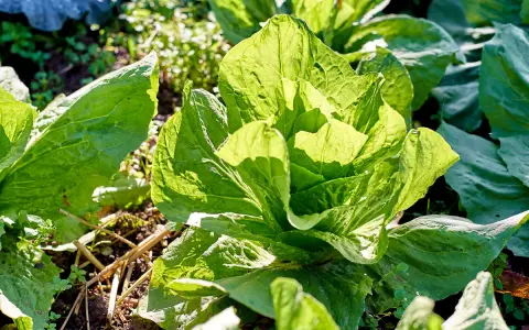 Ein knackiger zuckerhut salat, dessen Blätter im Sonnenlicht leuchten. Er ist bereit für die Ernte, vielleicht mit einem leicht bitteren, erfrischenden Geschmack.