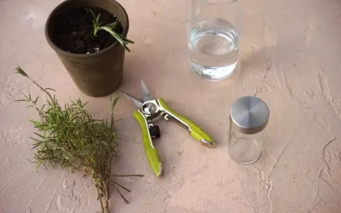 Gathering supplies to learn how to grow rosemary from cuttings: a pot with soil, fresh rosemary sprigs, pruning shears, and water.