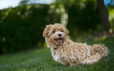 Uroczy, dorosły maltipoo z puszystą, beżową sierścią siedzi na trawie, patrząc w bok z otwartym pyszczkiem.