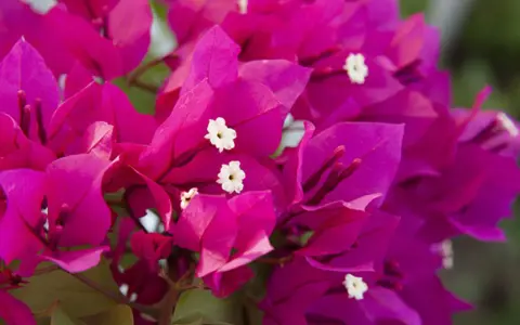 Flores vibrantes de buganvilla, ideales para un jardín soleado. Descubre los mejores buganvilla cuidados para que luzcan espectaculares.