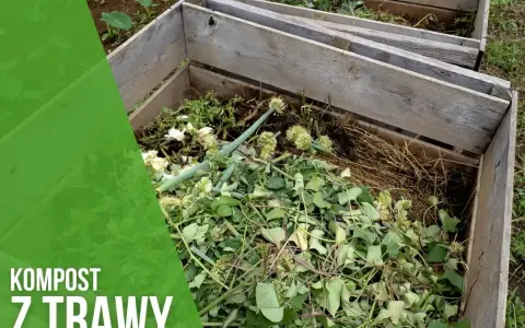 Kompost z trawy w drewnianej kompostowniku. Zielone liście i łodygi tworzą bogatą masę, która zamieni się w cenny nawóz.