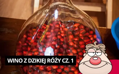 Jak zrobić wino z dzikiej róży? Kompletny przepis krok po kroku