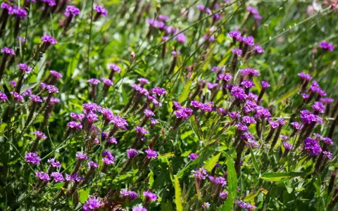 Champ de fleurs violettes, évoquant la douceur d'une infusion verveine au soleil.