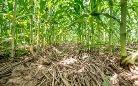A low-angle view of a lush cornfield, showing thick stalks and green leaves. The ground is covered with dry stalks, hinting at a corn cover crop.