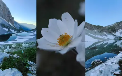 Fiori bianchi e laghi glaciali nei Monti Sibillini: cosa vedere in questo paesaggio incantato.