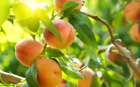 Słoneczne brzoskwinie dojrzewają na gałęziach. Każda z nich, niczym brzoskwinia z pestki, jest obietnicą lata.