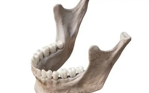 Anatomical model of the human mandible with teeth, isolated on white background.