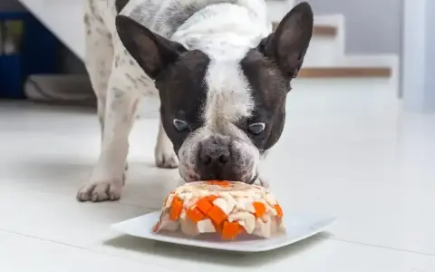 Pies francuski wącha tort dla psa przepis z kurczakiem i marchewką na talerzu.