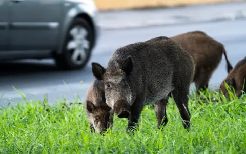 Dziki w mieście? Reaguj mądrze! Zabezpiecz dom i ogród