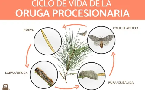 Ciclo de vida de la oruga procesionaria: huevos, larva, pupa y polilla adulta. La imagen muestra las distintas etapas de desarrollo de la oruga procesionaria.