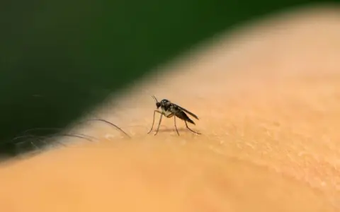 Mały komar na skórze. Olejek neem na ziemiórki to naturalny sposób na pozbycie się tych uciążliwych owadów.
