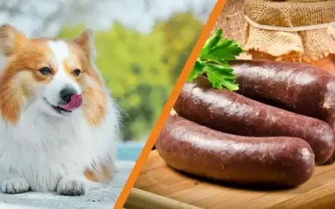 Czy pies może jeść kaszankę? Dowiedz się, jak to wpłynie na zdrowie psa