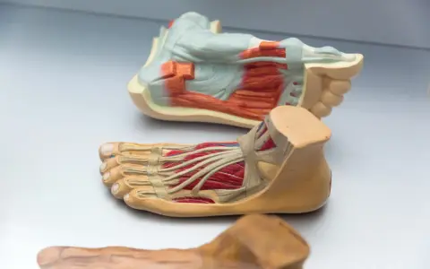 Anatomiska modeller visar fotens delar namn med muskler och senor.