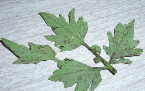 Hojas de tomate con manchas oscuras, indicativo de enfermedad de las hojas del tomate.