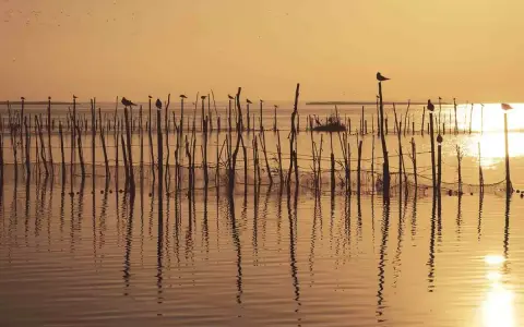 Amanecer dorado sobre las marismas en España, con aves posadas en estacas de madera y reflejos en el agua serena.