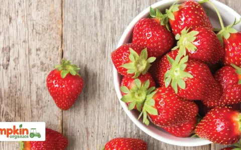 Frische, rote Erdbeeren in einer Schüssel, bereit für ein Baby-Snack.