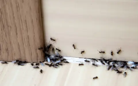 Rój czarnych mrówek, niektóre ze skrzydłami, zbliża się do drewnianego rogu. Może cynamon na mrówki zadziała?