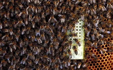 Enjambre de abejas en una pared, con una reina en el centro. Si buscas como eliminar abejas de una pared, esta imagen muestra la magnitud del problema.