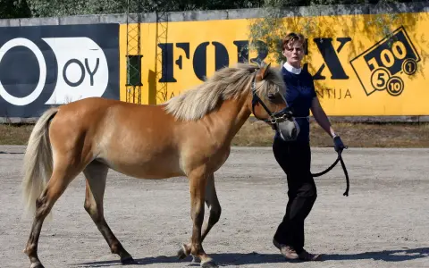 Une femme mène un cheval alezan, un **argento etalon**, devant un mur jaune avec des logos.