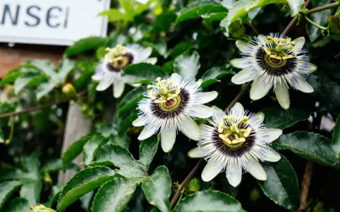 Fleurs de passiflore blanches et violettes avec des feuilles vertes luxuriantes.