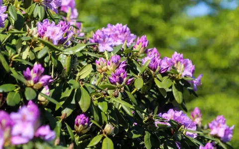 Jakie odstępy sadzenia rododendronów zapewnią im zdrowy wzrost?