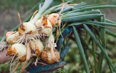 Mano guantata raccoglie cipolle appena sradicate, con radici e foglie verdi. È il momento giusto quando raccogliere le cipolle.