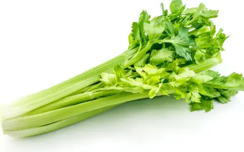 A fresh, vibrant celery plant with crisp green stalks and leafy tops, ready for a healthy snack or recipe.