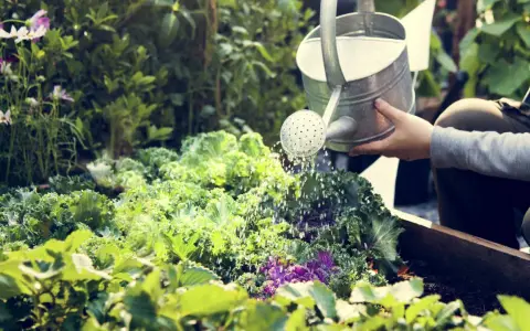 Une main arrose un potager luxuriant de choux frisés et de fleurs. C'est le moment idéal pour savoir quand arroser le potager.