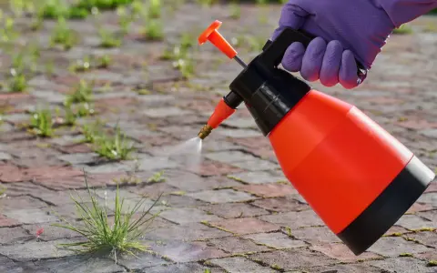 Rękawiczka w fioletowej rękawicy rozpyla roztwór na chwasty. To ekologiczny sposób na pozbycie się niechcianej roślinności, wykorzystujący sodę oczyszczoną na chwasty.