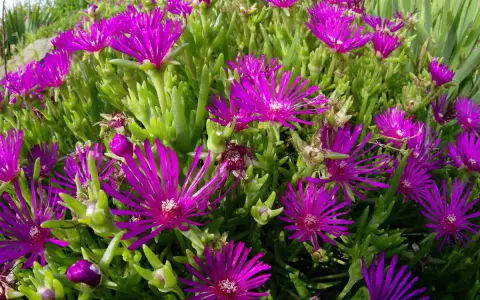 Fleurs magenta éclatantes, semblables à une griffe de sorcière, s'ouvrent sur des tiges charnues vertes.