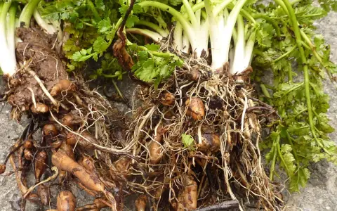 Racines et tubercules de châtaigne de terre, avec des feuilles vertes et des racines fines et entrelacées.