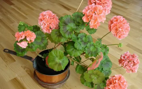 En pelargon i en kopparpanna, redo för att klippa ner på våren. Blommorna är ljust rosa med gröna blad.